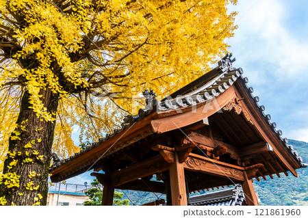 Autumn leaves of large ginkgo tree at Kyoshuji Temple [Nagasaki City] 121861960