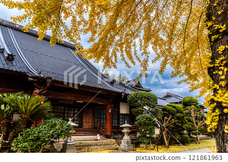 Autumn leaves of large ginkgo tree at Kyoshuji Temple [Nagasaki City] 121861963