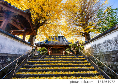 京秋寺大銀杏樹的秋葉【長崎市】 京秋寺大銀杏樹的秋葉【長崎市】 121861972