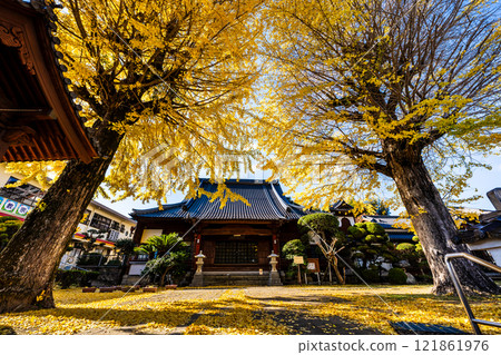 Autumn leaves of large ginkgo tree at Kyoshuji Temple [Nagasaki City] 121861976