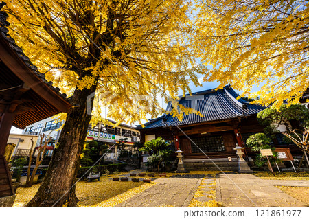 Autumn leaves of large ginkgo tree at Kyoshuji Temple [Nagasaki City] 121861977