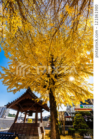 京秋寺大銀杏樹的秋葉【長崎市】 121861980