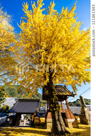Autumn leaves of large ginkgo tree at Kyoshuji Temple [Nagasaki City] 121861983