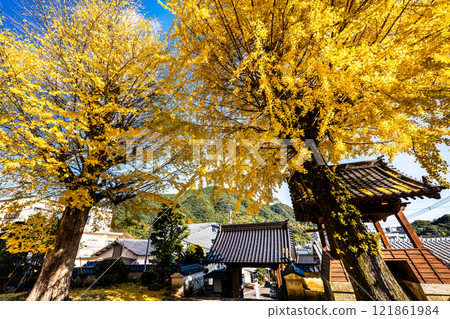 Autumn leaves of large ginkgo tree at Kyoshuji Temple [Nagasaki City] 121861984