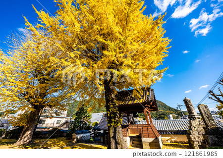Autumn leaves of large ginkgo tree at Kyoshuji Temple [Nagasaki City] 121861985