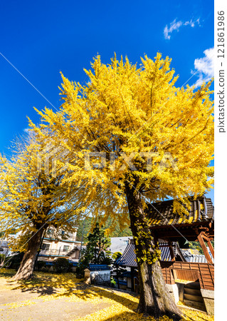 Autumn leaves of large ginkgo tree at Kyoshuji Temple [Nagasaki City] 121861986