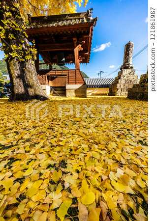 Autumn leaves of large ginkgo tree at Kyoshuji Temple [Nagasaki City] 121861987
