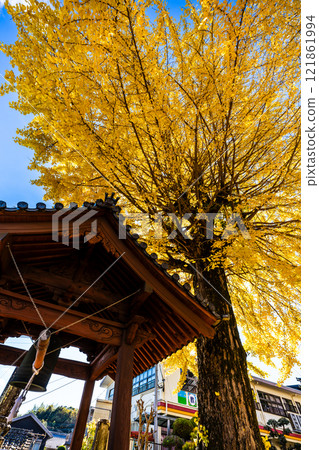 京秋寺大銀杏樹的秋葉【長崎市】 121861994