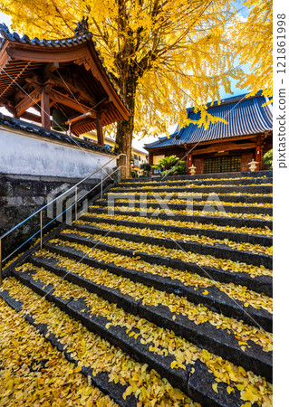Autumn leaves of large ginkgo tree at Kyoshuji Temple [Nagasaki City] 121861998