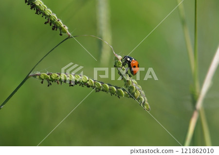 草和瓢蟲 121862010