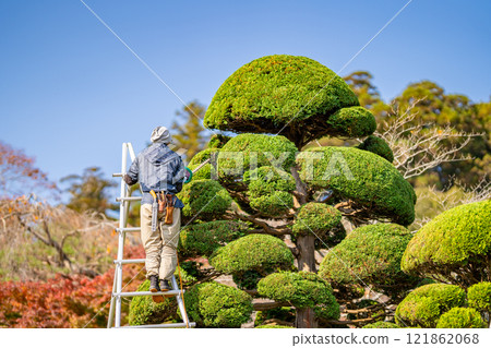 Gardener, landscaping, tabi socks, tripod ladder, working at height, hedge trimmer 121862068