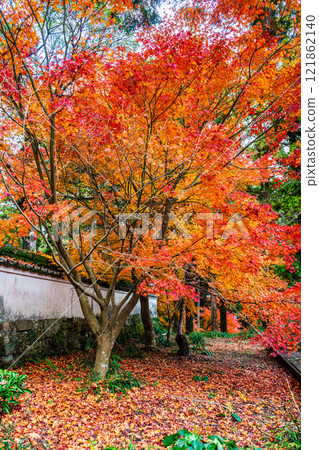 Autumn leaves at Tenyuji Temple [Isahaya City, Nagasaki Prefecture] 121862140