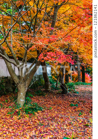 Autumn leaves at Tenyuji Temple [Isahaya City, Nagasaki Prefecture] 121862141
