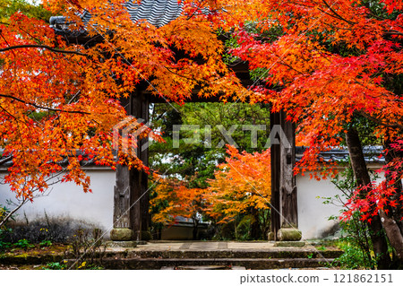 Autumn leaves at Tenyuji Temple [Isahaya City, Nagasaki Prefecture] 121862151
