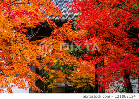 Autumn leaves at Tenyuji Temple [Isahaya City, Nagasaki Prefecture] 121862154