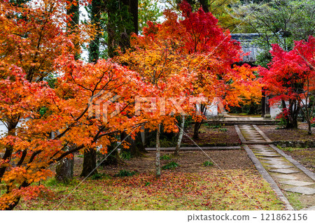 Autumn leaves at Tenyuji Temple [Isahaya City, Nagasaki Prefecture] 121862156