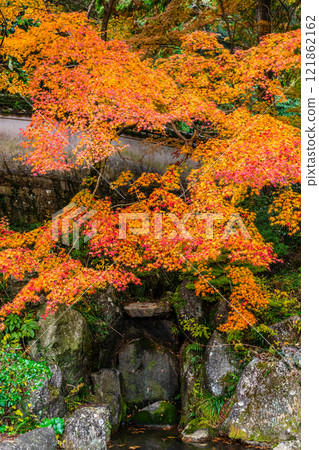 天佑寺的紅葉【長崎縣諫早市】 121862162