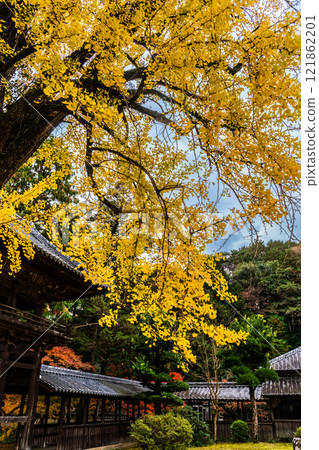 天佑寺的紅葉【長崎縣諫早市】 121862201
