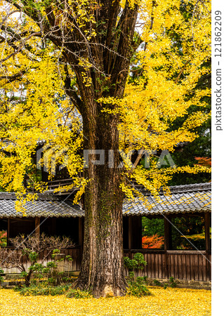 Autumn leaves at Tenyuji Temple [Isahaya City, Nagasaki Prefecture] 121862209