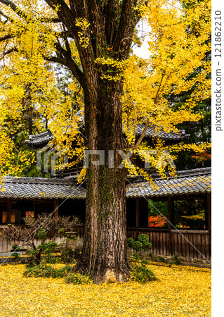 天佑寺的紅葉【長崎縣諫早市】 天佑寺的紅葉【長崎縣諫早市】 121862210