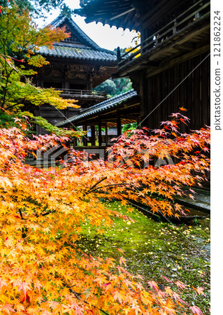 天佑寺的紅葉【長崎縣諫早市】 天佑寺的紅葉【長崎縣諫早市】 121862224
