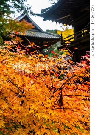 天佑寺的紅葉【長崎縣諫早市】 天佑寺的紅葉【長崎縣諫早市】 121862225