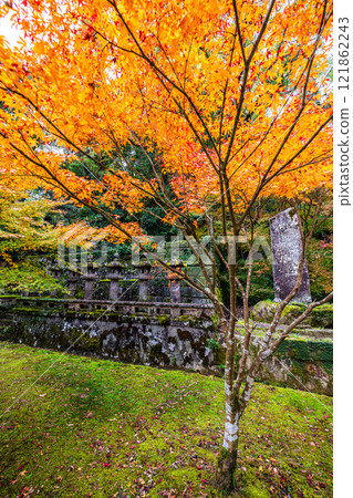 Autumn leaves at Tenyuji Temple [Isahaya City, Nagasaki Prefecture] 121862243