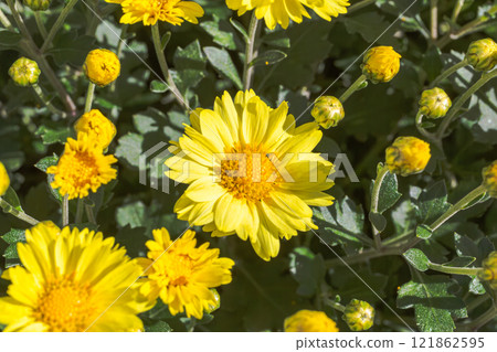 赤堀小菊之裡小菊5 赤堀小菊之裡小菊5 121862595