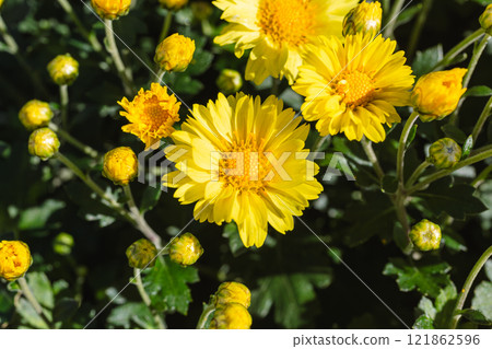 赤堀小菊之裡小菊6 赤堀小菊之裡小菊6 121862596