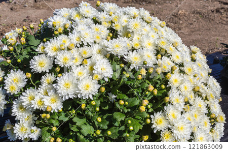 Akabori Kogiku Village Kogiku 55 121863009