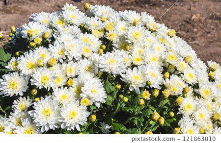 Akabori Kogiku Village Kogiku 56 121863010