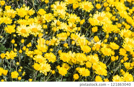 Akabori Kogiku Village Kogiku 101 121863040