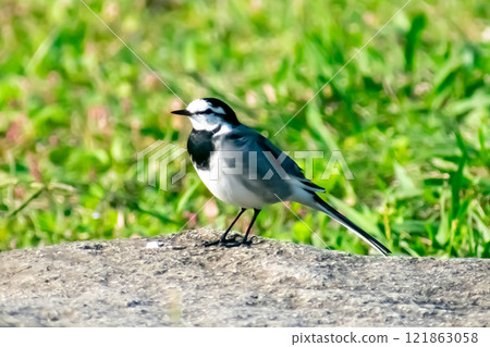 Staring White Wagtail 121863058