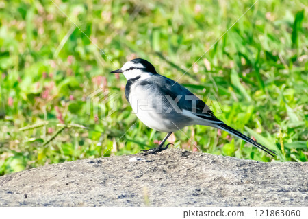 Bakkery Bakkery 121863060