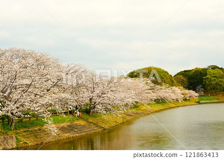 櫻花盛開,藍天倒映在水面上 櫻花盛開,藍天倒映在水面上 121863413