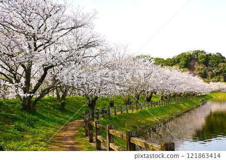 湖邊櫻花盛開 121863414