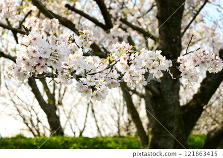 櫻花的風景 121863415