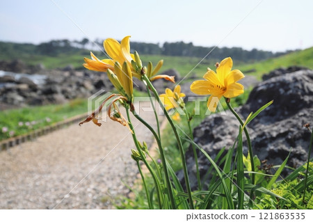 物種海岸nikkokishge 121863535