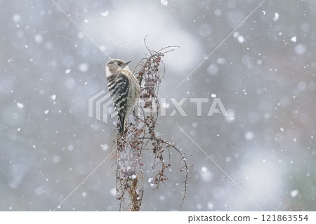 一隻啄木鳥來雪地吃努德果。 一隻啄木鳥來雪地吃努德果。 121863554
