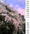  White crested flowers called drunkenfibrous flowers 121863754