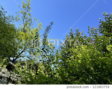 Satoyama Satoyama 121863758