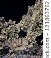Looking up at the cherry blossoms at night 121863762