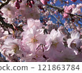 Cherry blossoms in full bloom shining in the blue sky 121863784