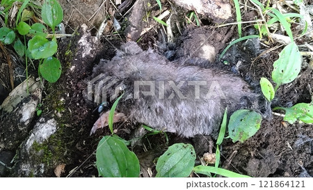 死鼴鼠 121864121