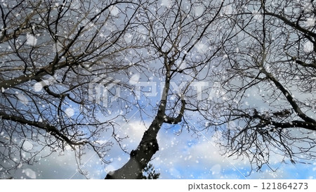 Snowfall on Bare Trees Against a Winter Sky.This image captures the serene beauty of a winter scene, featuring bare tree branches silhouetted against a cloudy sky. 121864273