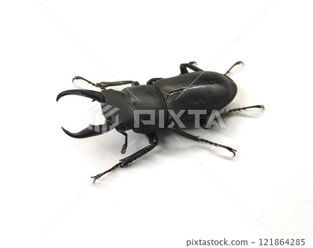 Kokuwagata (male) Kokuwagata (male) 121864285