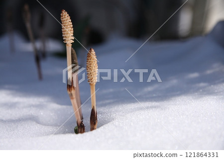 雪中的馬尾(水平位置) 雪中的馬尾(水平位置) 121864331