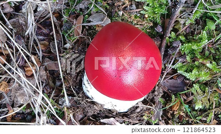 Tamagotake (juvenile) Tamagotake (juvenile) 121864523