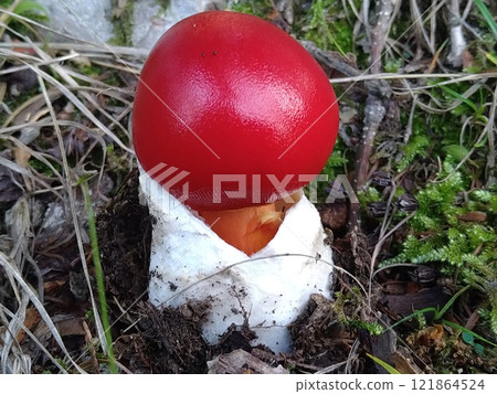 Tamagotake (juvenile) Tamagotake (juvenile) 121864524