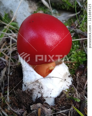 Tamagotake (juvenile) Tamagotake (juvenile) 121864525